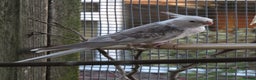 Cockatiels birds for sale: One male and one female 4 month old cockatiels. - Advert 4
