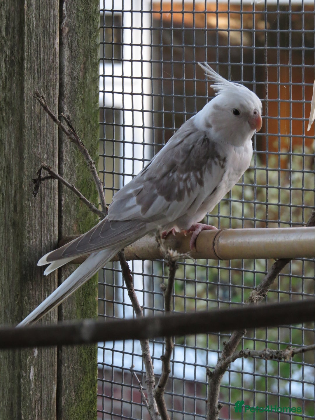 Cockatiels birds for sale: One male and one female 4 month old cockatiels. - Advert 4