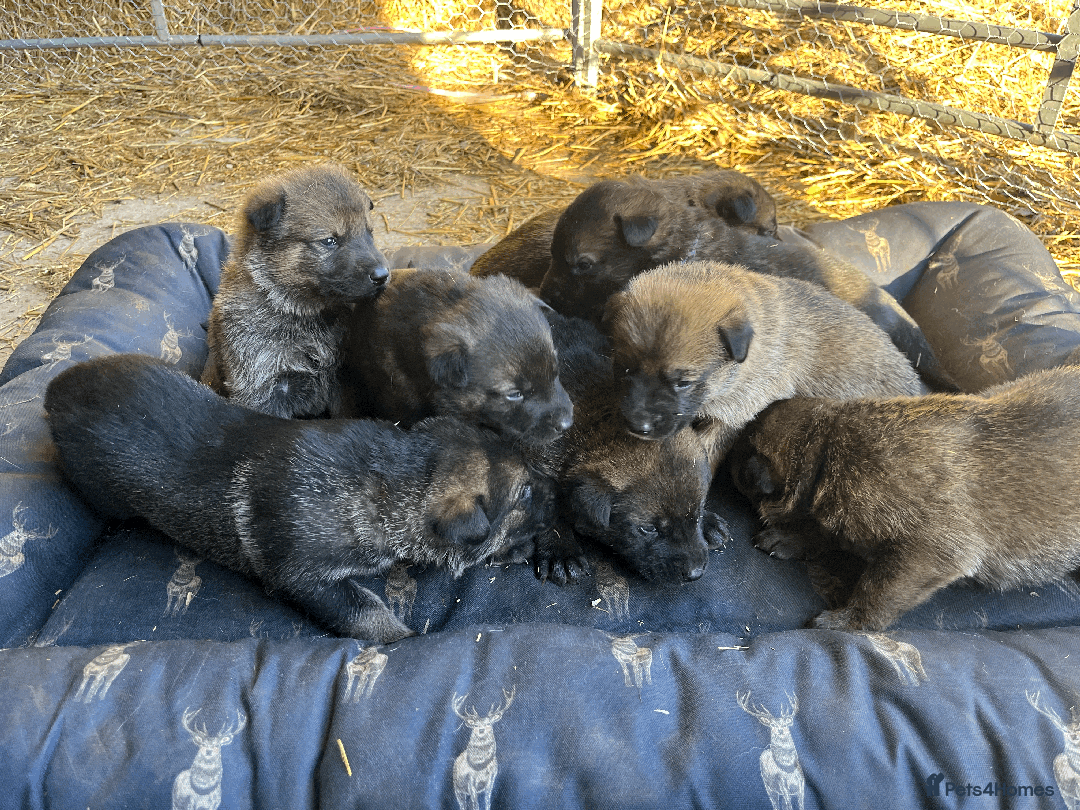 German Shepherd dogs for sale: German Shepherd x DDR Shepherd Puppies  - Advert 3