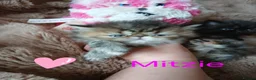 Exotic cats for sale:  Pedigree GCCF Registered Persian Exotic's  - Advert 10