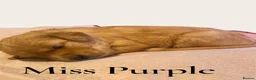 Golden Retriever dogs for sale: KC Registered Golden Retriever puppies - Advert 7