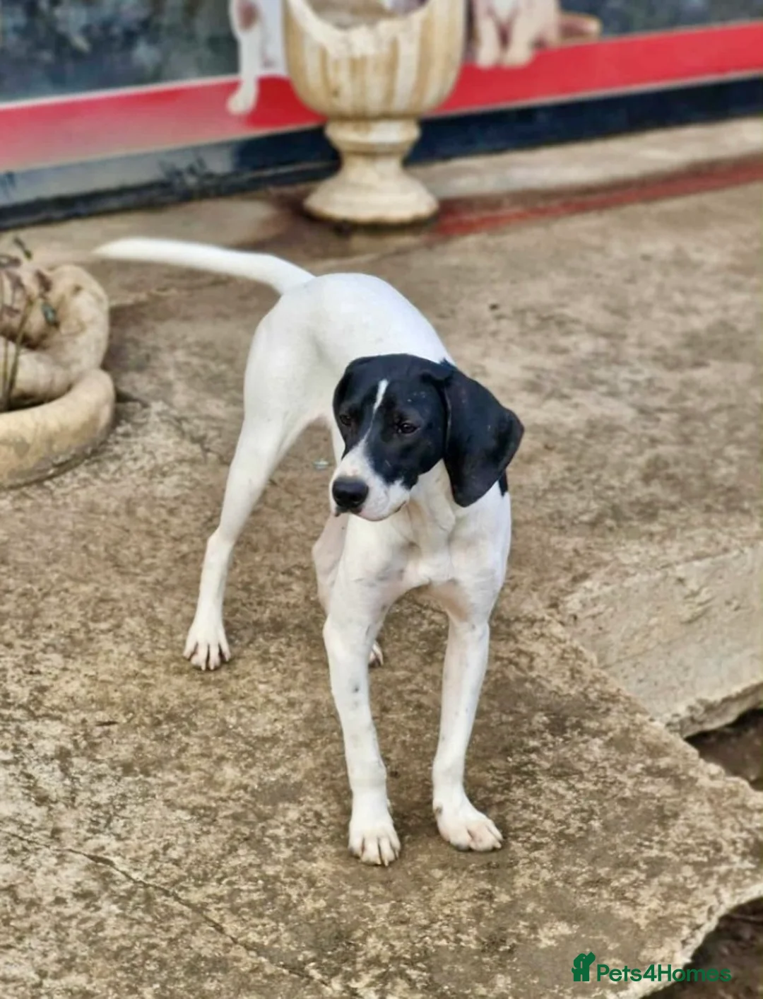 Pointer dogs for adoption: Oliver.From Broken to Brave.Ready for Forever Home - Advert 12