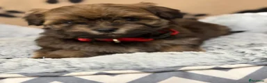 Havanese Puppy 5