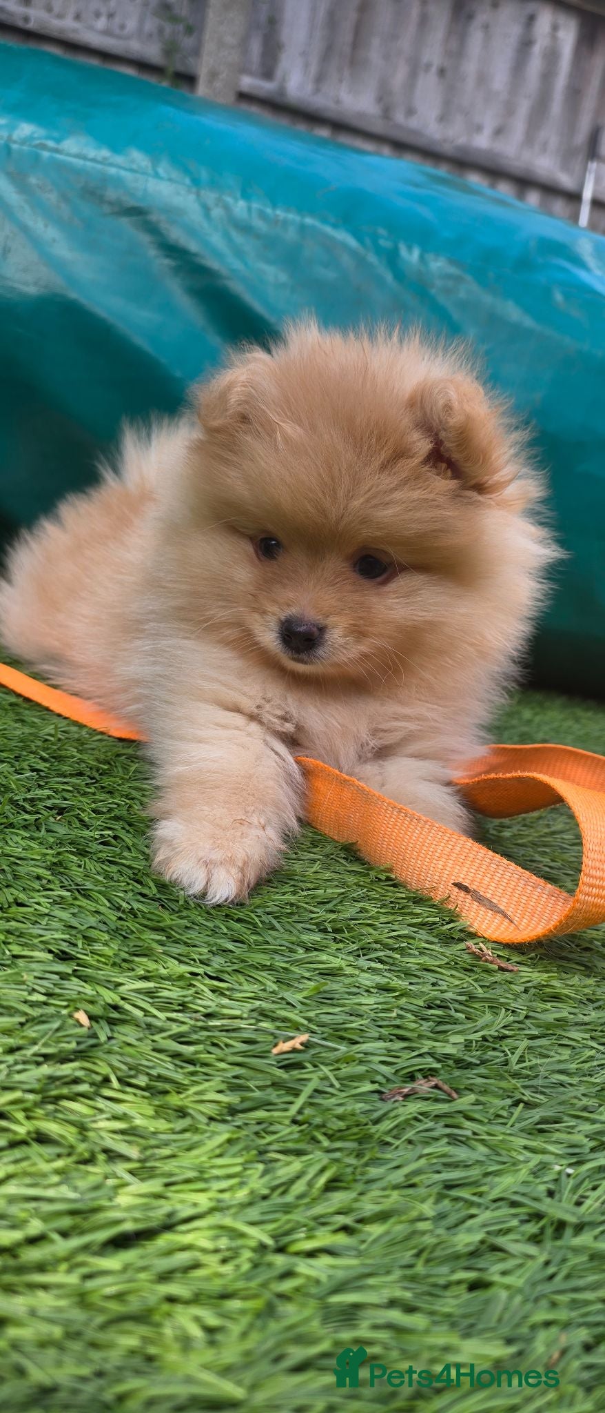 Pomeranian dogs LAST POMERANIAN BEAR LEFT! - Advert 5