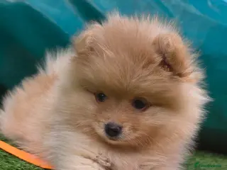 Pomeranian dogs LAST POMERANIAN BEAR LEFT! - Advert 5