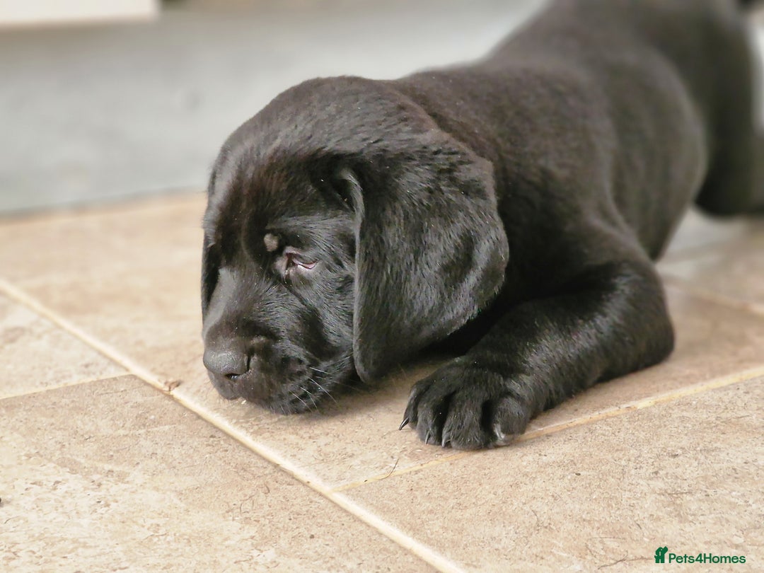 Labrador Retriever dogs for sale: Chunky black labrador girl available  - Image 13