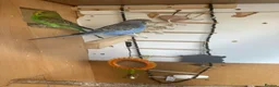 Budgerigars birds for sale: Lovely violet and green budgie - Advert 8