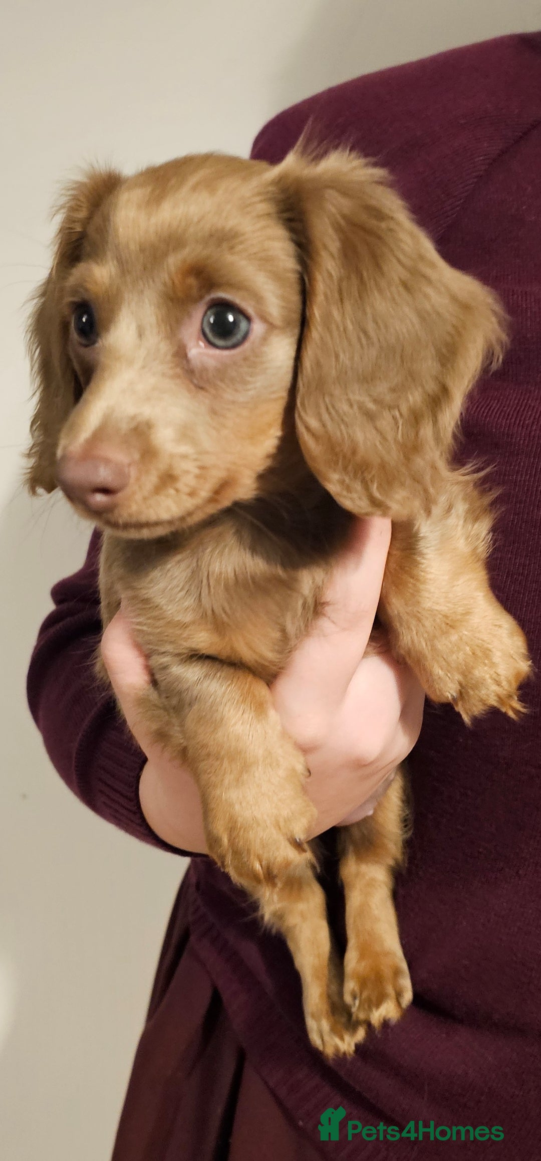 Miniature Dachshund dogs for sale: Isabella & Tan Long Haired Miniature Dachshunds - Advert 3