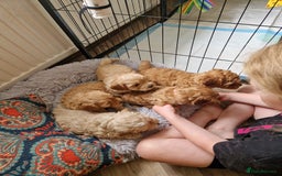 Cavapoo dogs for sale: 5* Beautiful cavapoo puppies 🐶 in Swansea - Image 11