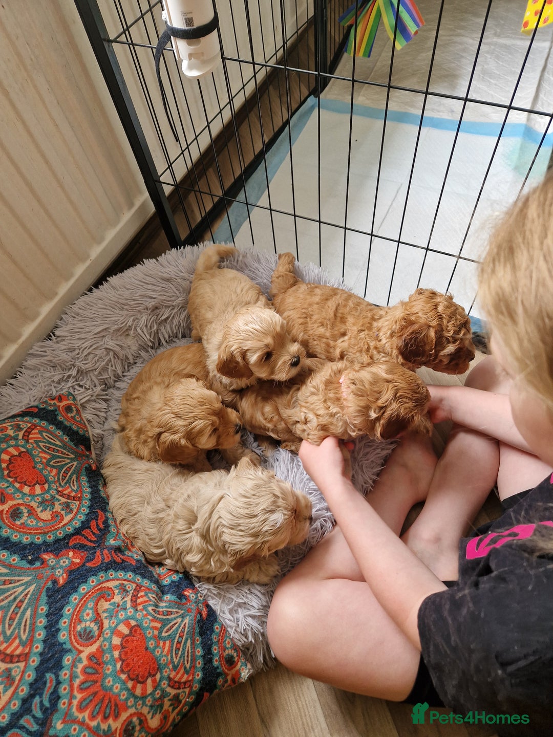 Cavapoo dogs for sale: 5* Beautiful cavapoo puppies 🐶 in Swansea - Image 11
