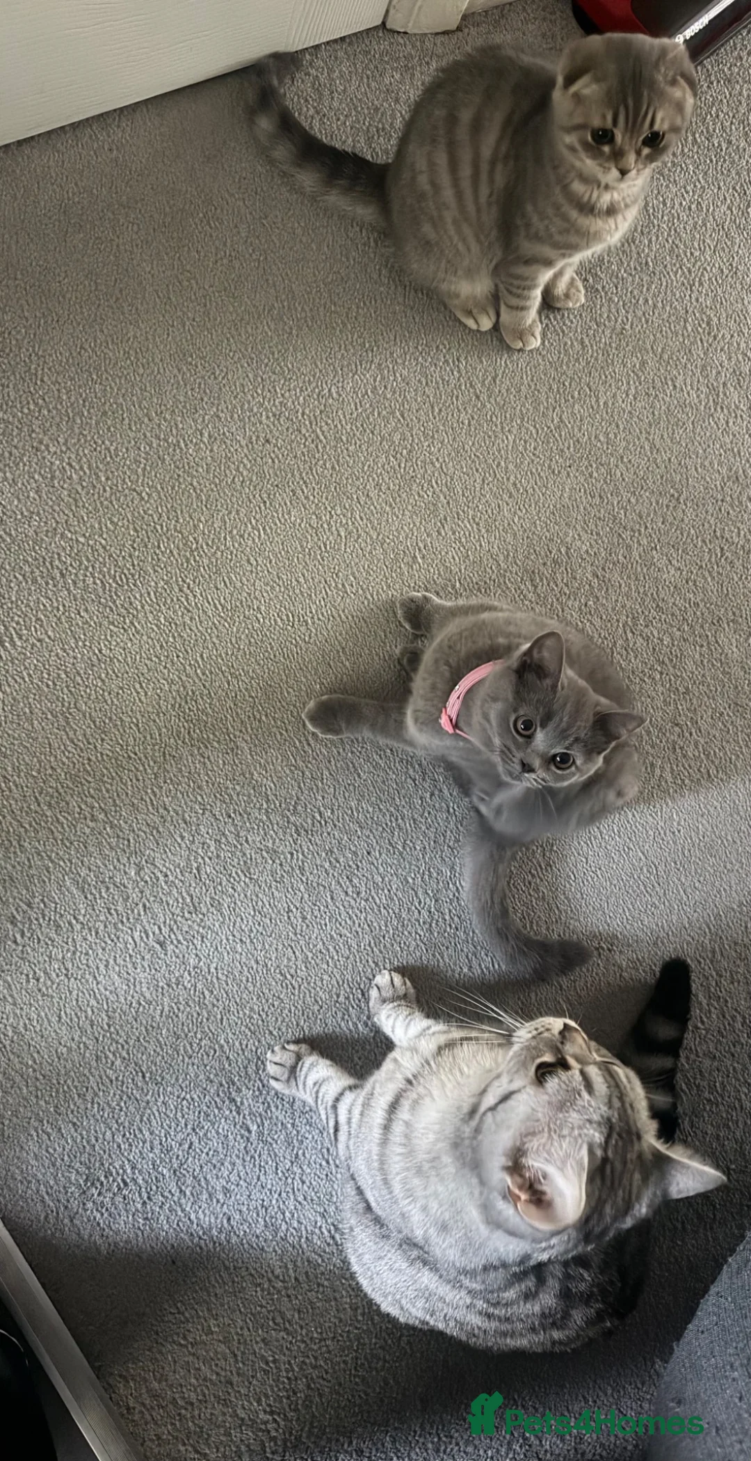 Scottish Fold cats for sale: Bristhis Short Hair for Sale  - Advert 2