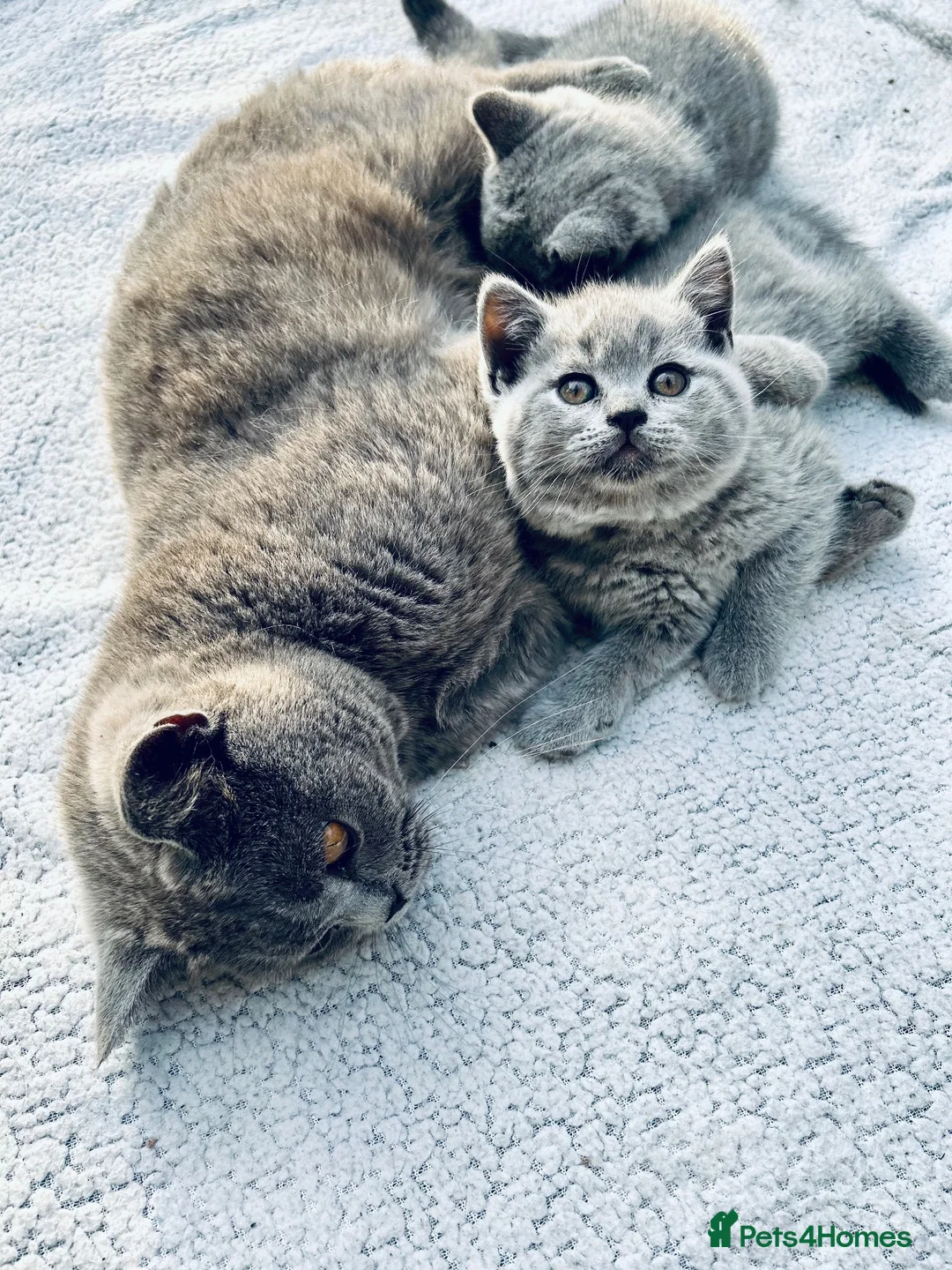 British Shorthair cats for sale: Beautiful British Shorthair Kittens - Boy & Girl in Wallsend - Advert 2
