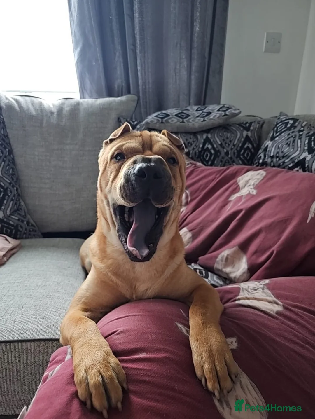 Shar Pei dogs for sale: Chase The Sharpei  - Advert 11