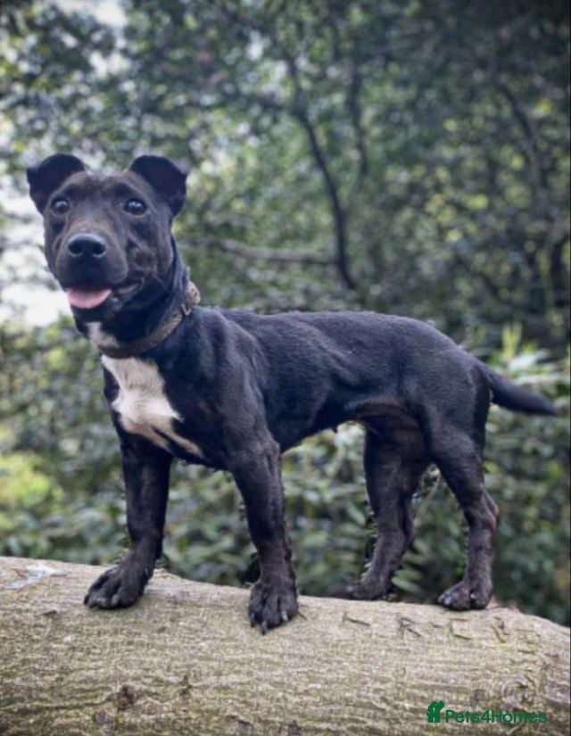 Mixed Breed dogs for sale: Patterdale lakeland x Jack russel puppies - Advert 1