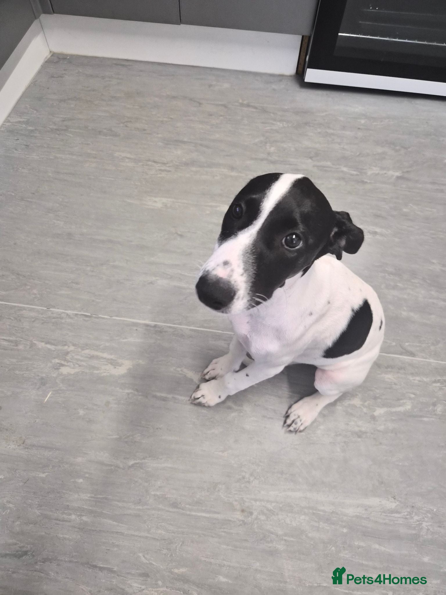 Mixed Breed dogs 15 week saluki x staffie - Advert 1