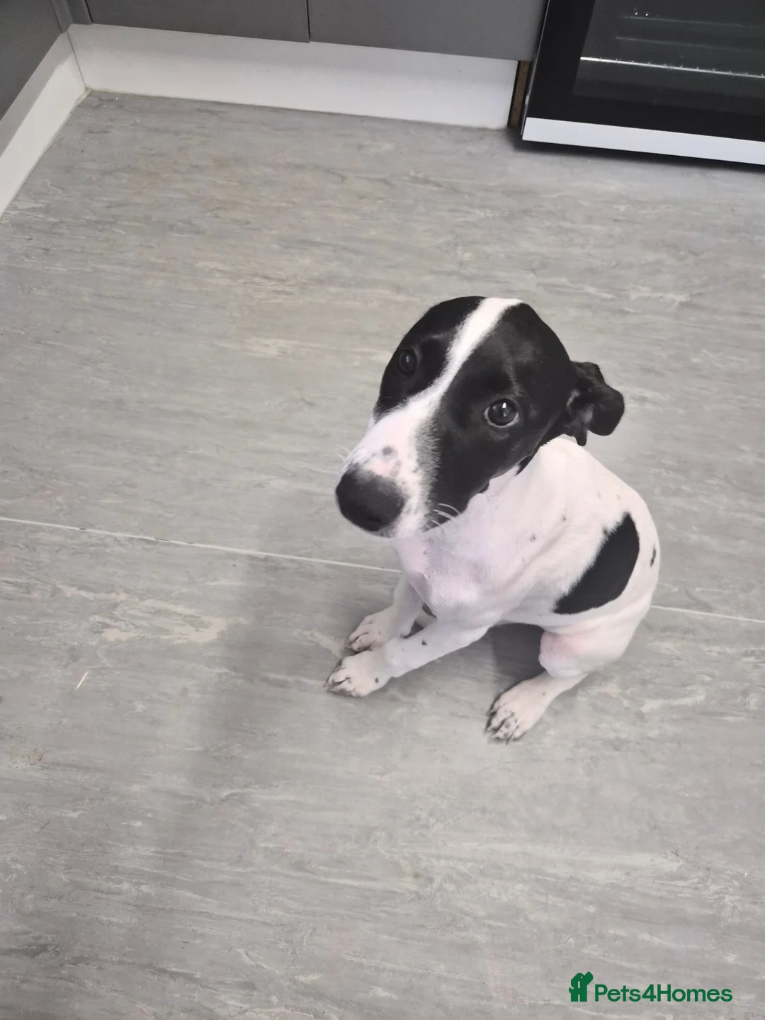 Mixed Breed dogs for sale: 15 week saluki x staffie - Advert 1