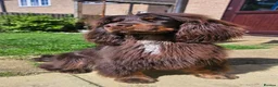 Cocker Spaniel dogs for sale: Gorgeous litter of Cocker Spaniel Puppies - Advert 7