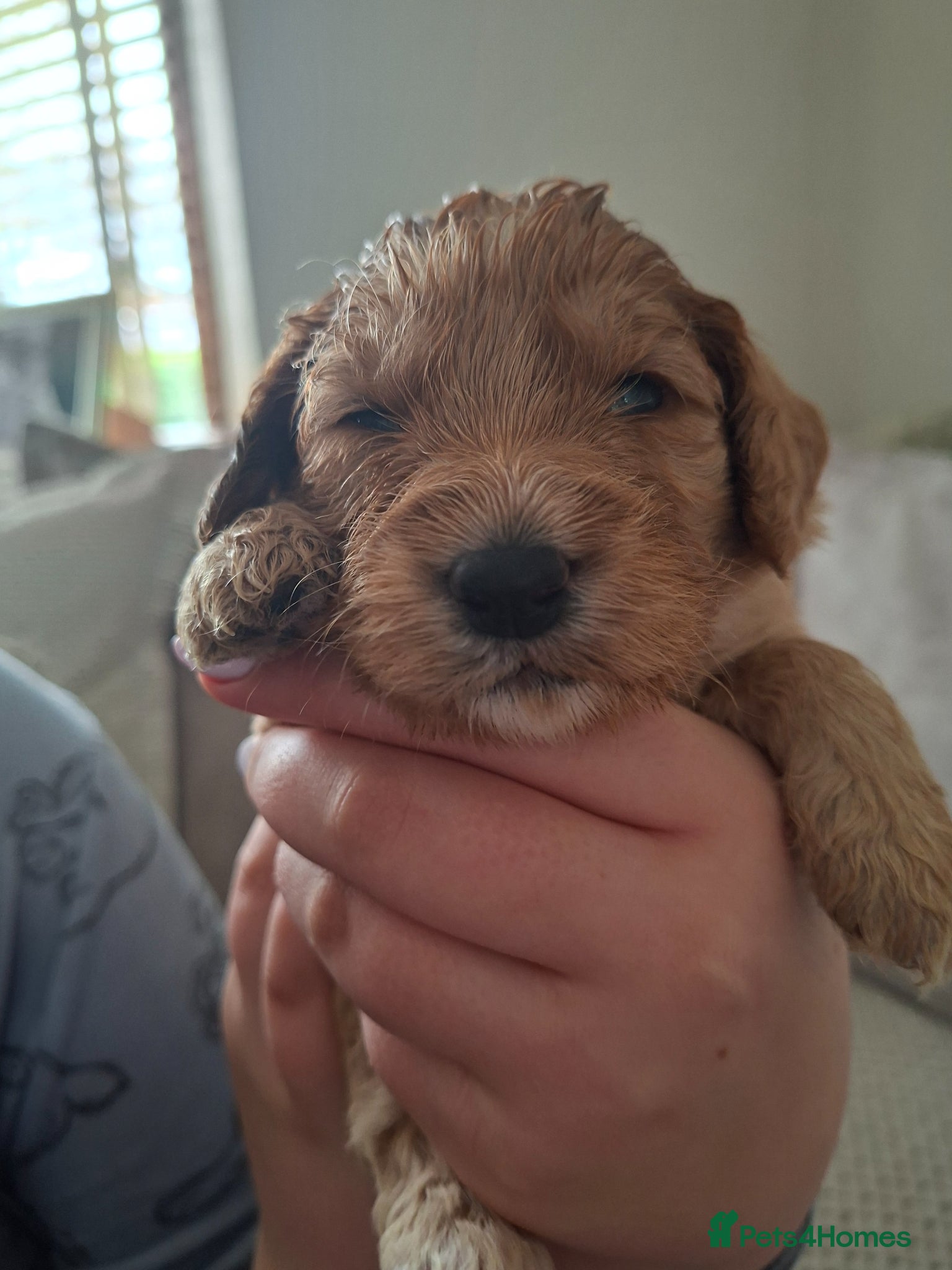 Cockapoo dogs 1 girl remaining - Advert 1