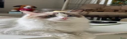 Ragdoll cats for sale: Loving Ragdoll Girl Needs a New Home 🩷 - Advert 4