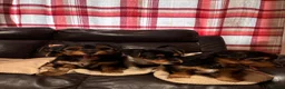 Jack Russell dogs for sale: 🐶 PURE JACK RUSSELL PUPPIES FOR SALE - Advert 15