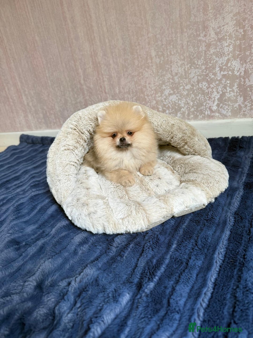 Pomeranian dogs for sale: Luxurious Tiny Pomeranian - 900g/11 weeks old - Image 9