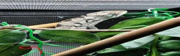 Chameleon reptiles for sale: Baby/juvenile panthers for sale. Ready to go.  - Advert 9