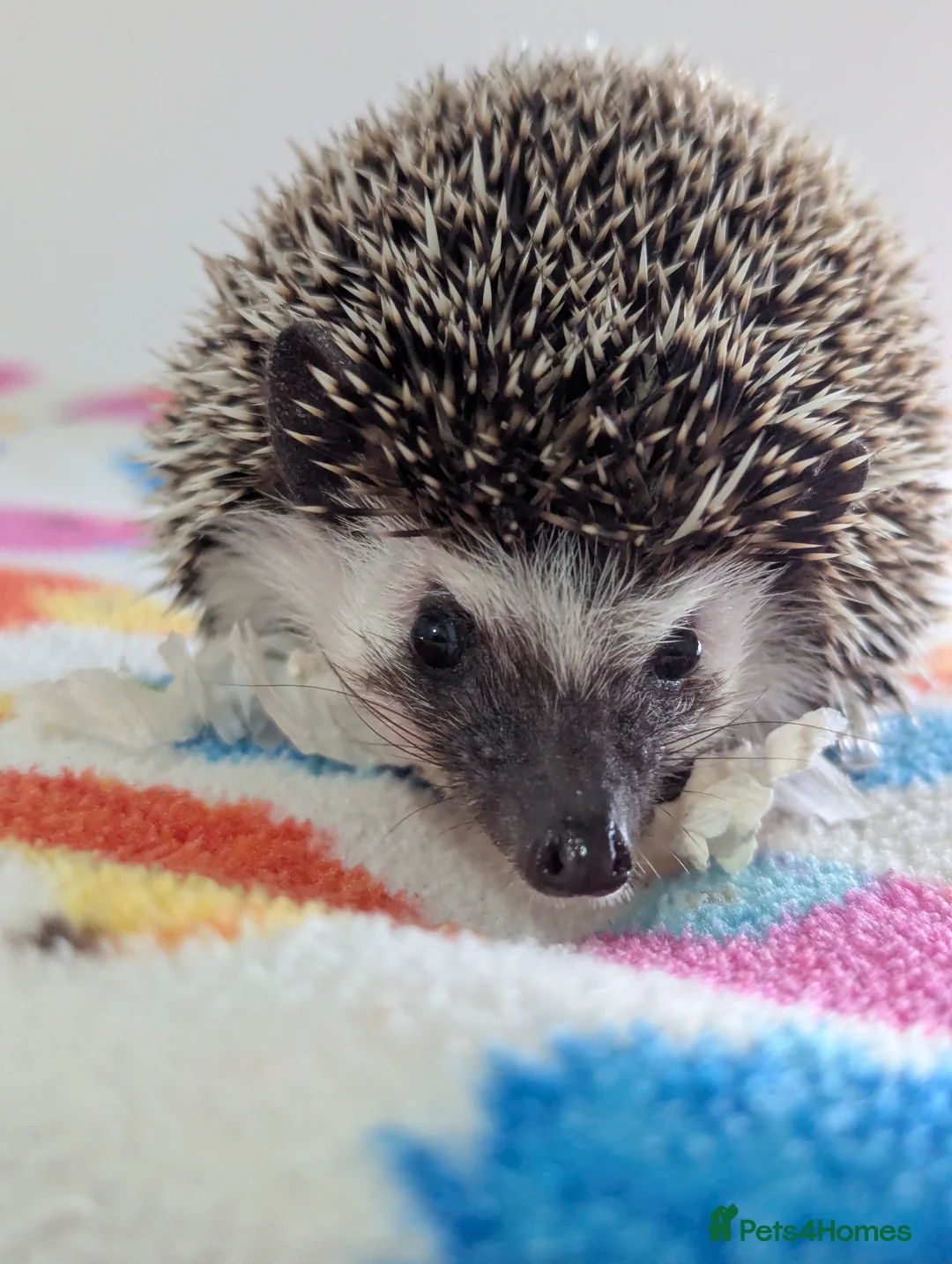 Pygmy Hedgehog rodents for sale: Beautiful Female Hoglet /Ready Now/Reduced!! - Advert 3