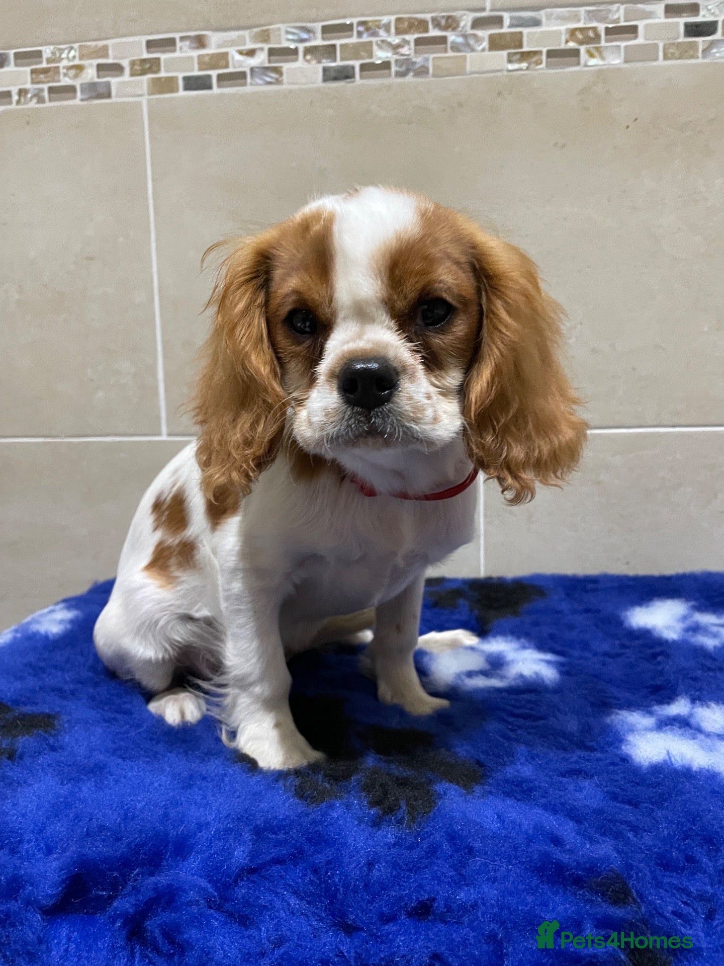 Cavalier King Charles Spaniel dogs Cavalier King Charles puppies - Advert 1