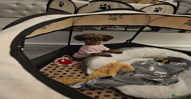 Shih Tzu dogs Imperial shih tzu - Advert 11