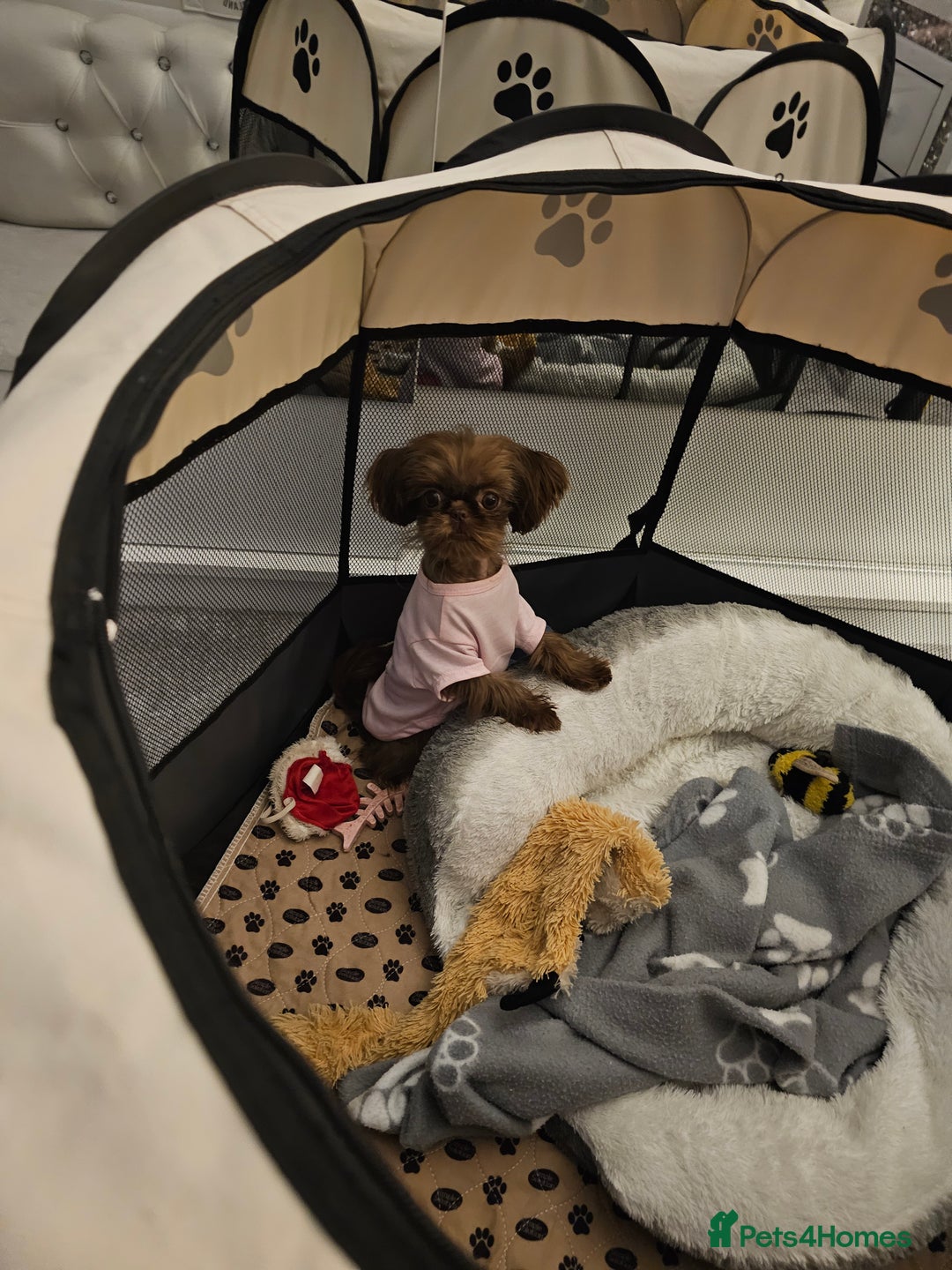 Shih Tzu dogs for sale: Imperial shih tzu - Image 3