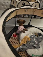 Shih Tzu dogs Imperial shih tzu - Advert 2