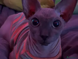 Sphynx cats Male Sphynx cat - Advert 1