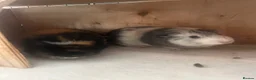 Guinea Pig rodents for sale: 2 guinea pigs  in Newport - Advert 2
