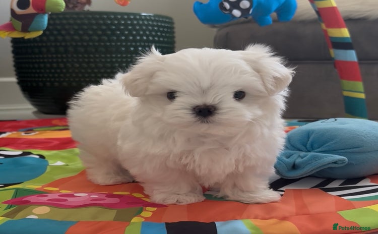 Maltese dogs - Advert 4