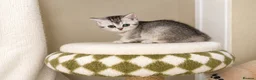 British Shorthair cats for sale: READY NOW! GCCF Register, Silver chinchilla Girls - Advert 11