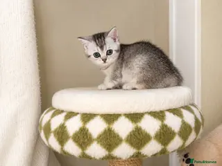 British Shorthair cats 🌟GCCF British short hair Silver chinchilla boys - Advert 16