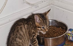 British Shorthair cats for sale: 4 beautiful kittens  - Image 2