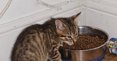 British Shorthair cats - Advert 9