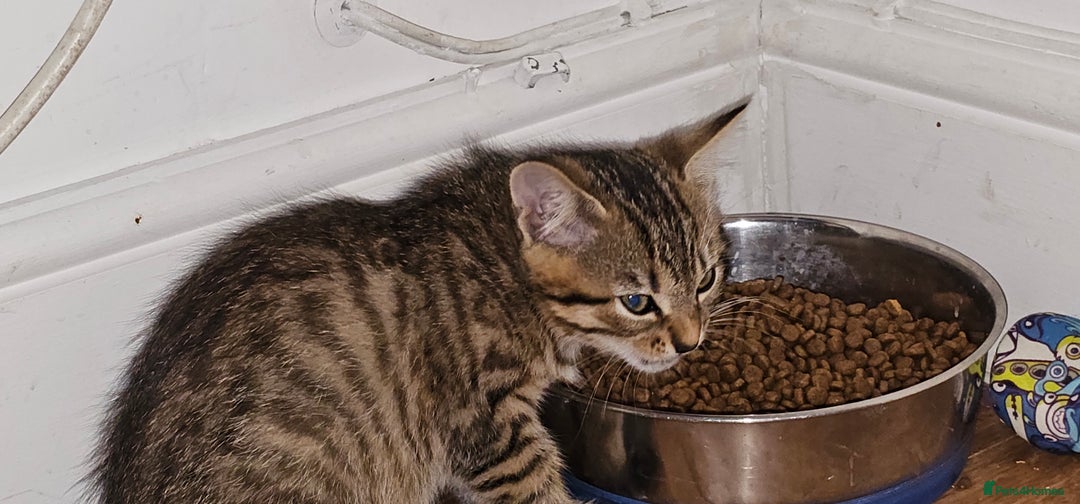 British Shorthair cats for sale: 4 beautiful kittens  - Image 2