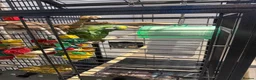 Parrots birds for sale: Yellow crowned Amazon  in Bracknell - Advert 4