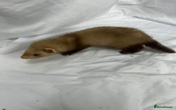 Ferret rodents for sale: Baby Ferrets - Image 23