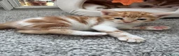 Mixed Breed cats for sale: Gorgeous ginger kittens  - Advert 5