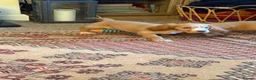 Cocker Spaniel dogs for sale: Show cocker female- partially sighted - Advert 3