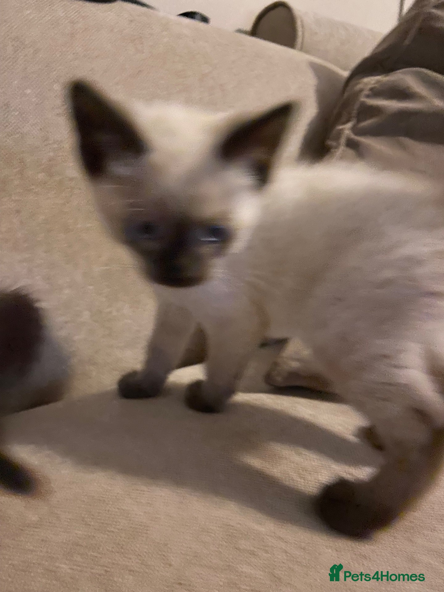 Mixed Breed cats Beautiful ragdoll cross kittens - Advert 1