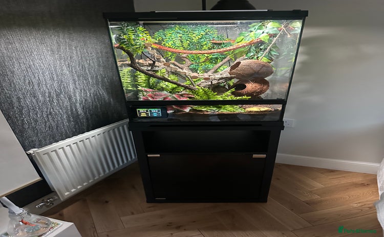 Gecko reptiles - Advert 1