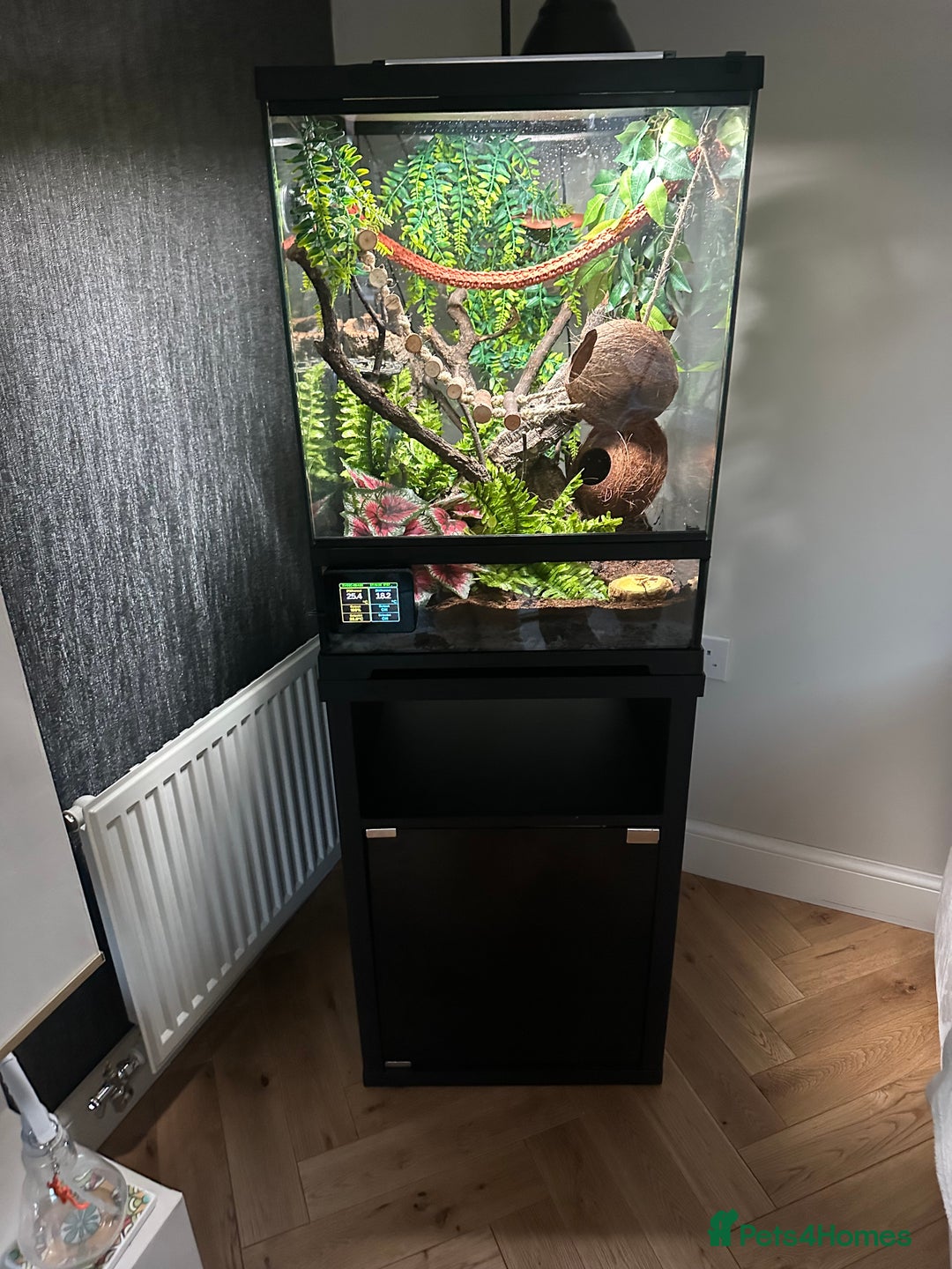 Gecko reptiles for sale: Stunning Gorgoyle Gecko & setup including stand - Image 1