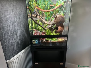 Gecko reptiles - Advert 1