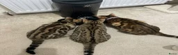 Bengal cats for sale: REDUCED Two Bengals READY for their forever homes  - Advert 5