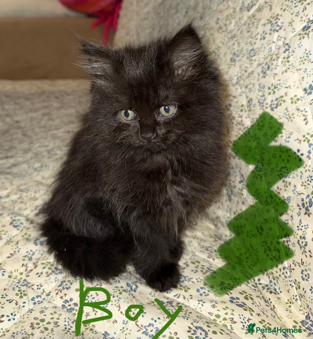 Mixed Breed cats for sale: Kittens 🐈‍⬛  - Advert 5