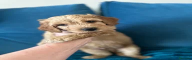 Australian Labradoodle 4